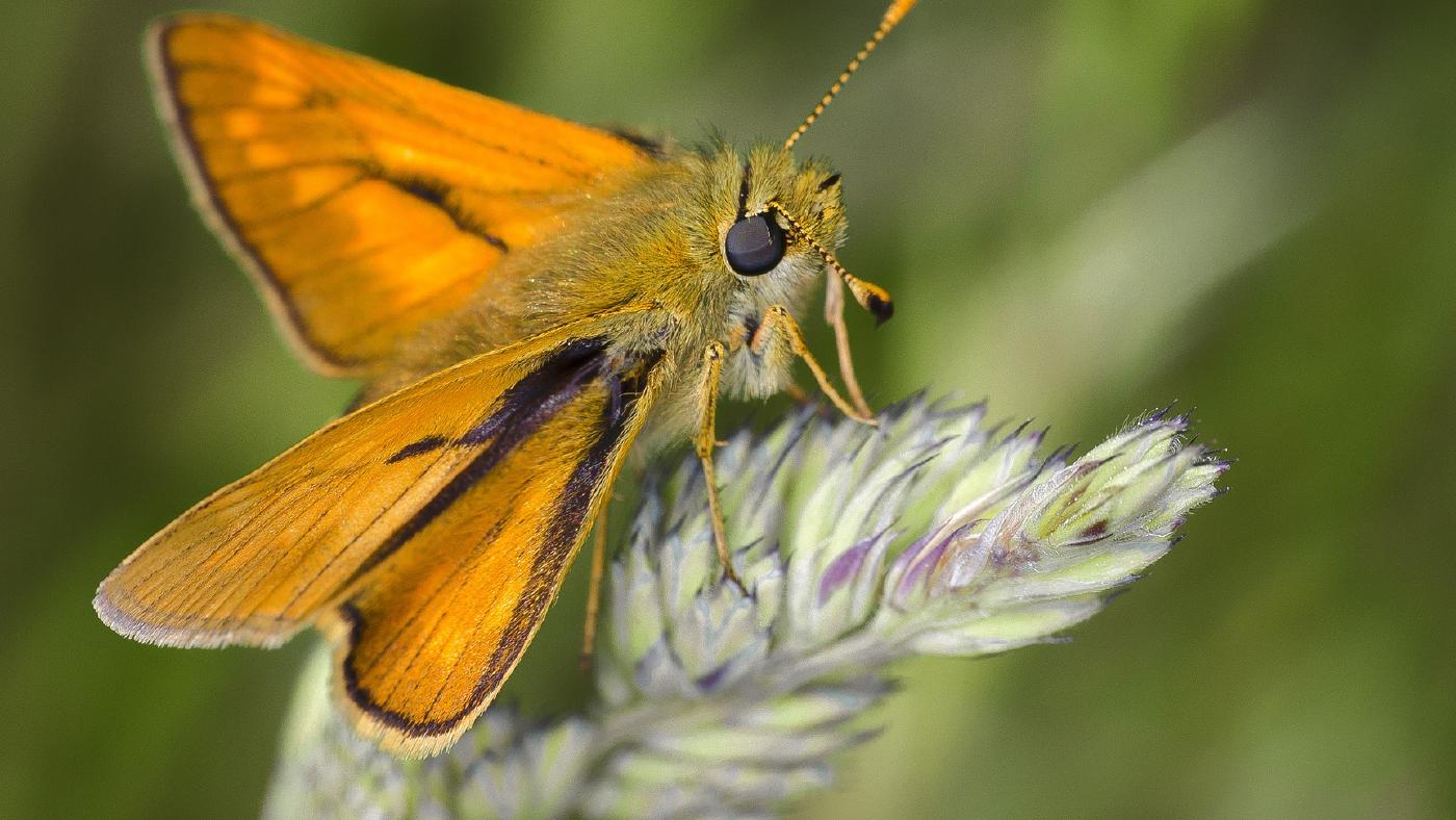 Using JASMIN for the largest ever UK wildlife assessment